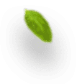 h4 leaf 1